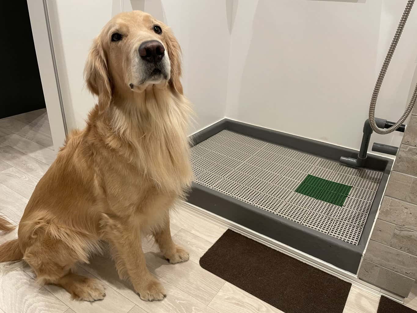 犬用水栓トイレの使用方法 | TRYHAKU-トライハク-